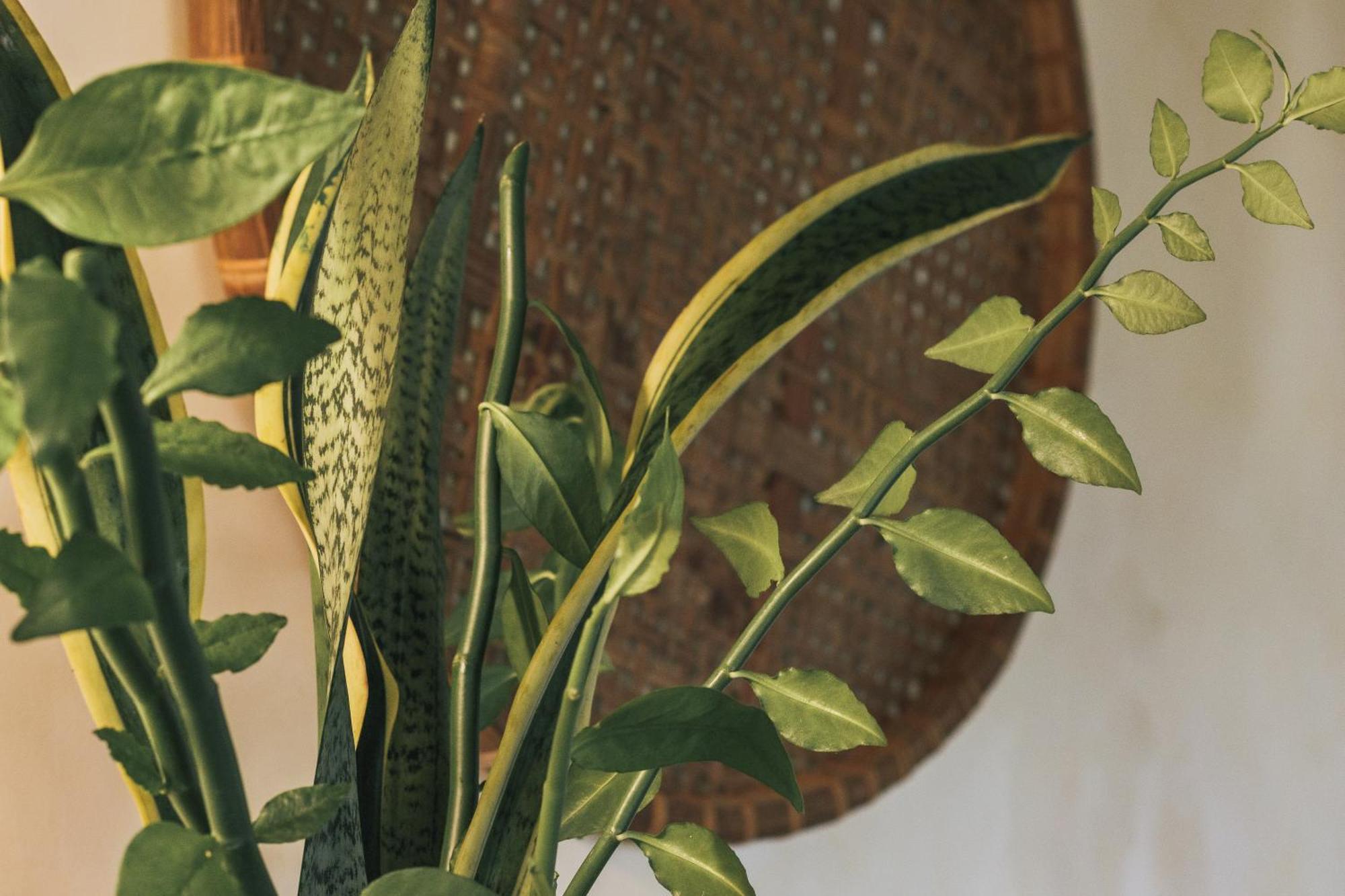 Butterfly House Bahia Hotel Marau  Ngoại thất bức ảnh